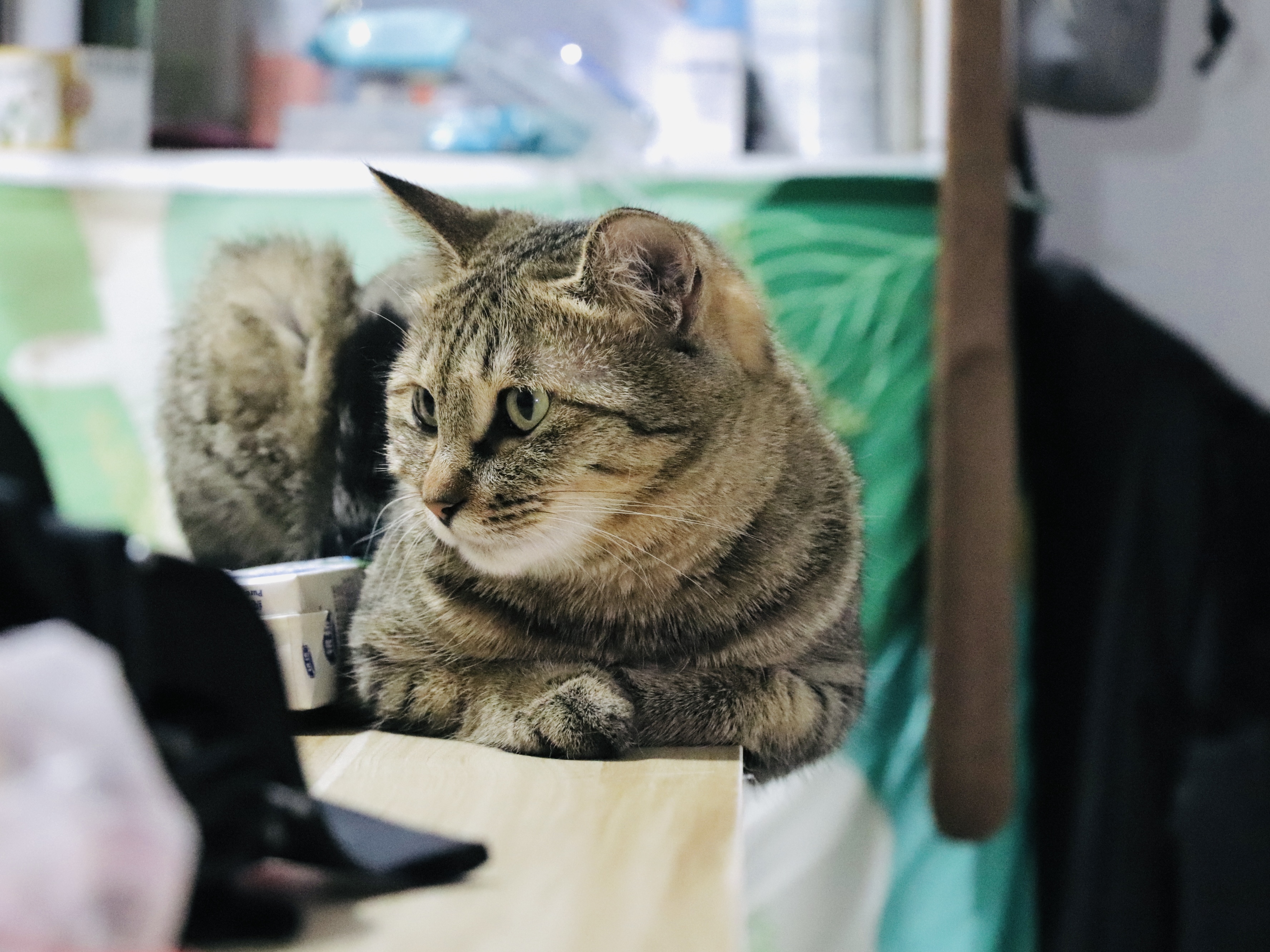 球球